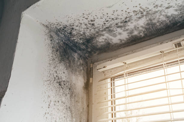 Affordable Mold Cleanup solutions in Brunswick, GA